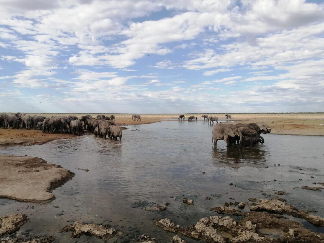 Guinea Fowl Tours and Safaris travel photo