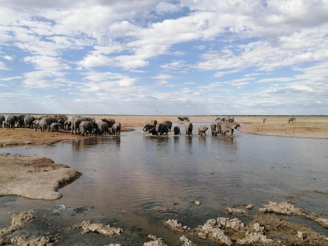 Guinea Fowl Tours and Safaris travel photo