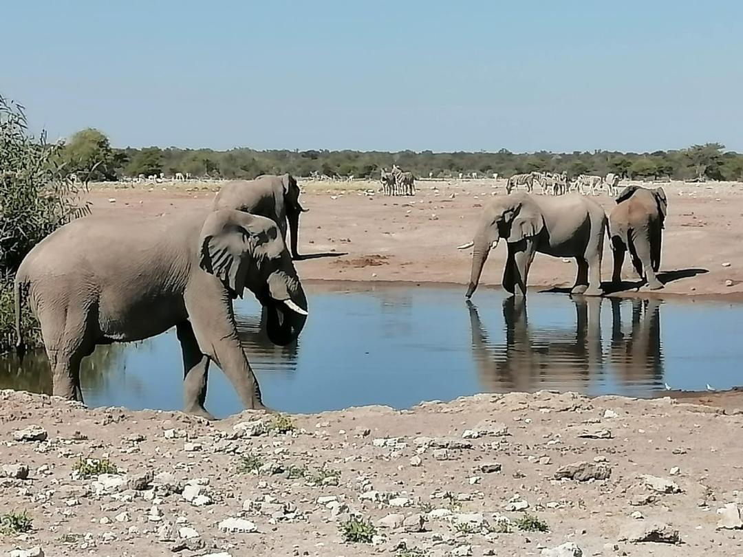 Guinea Fowl Tours and Safaris travel photo