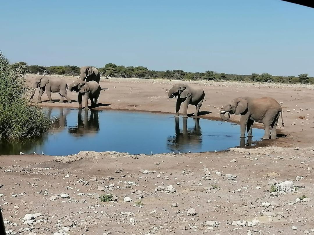 Guinea Fowl Tours and Safaris travel photo