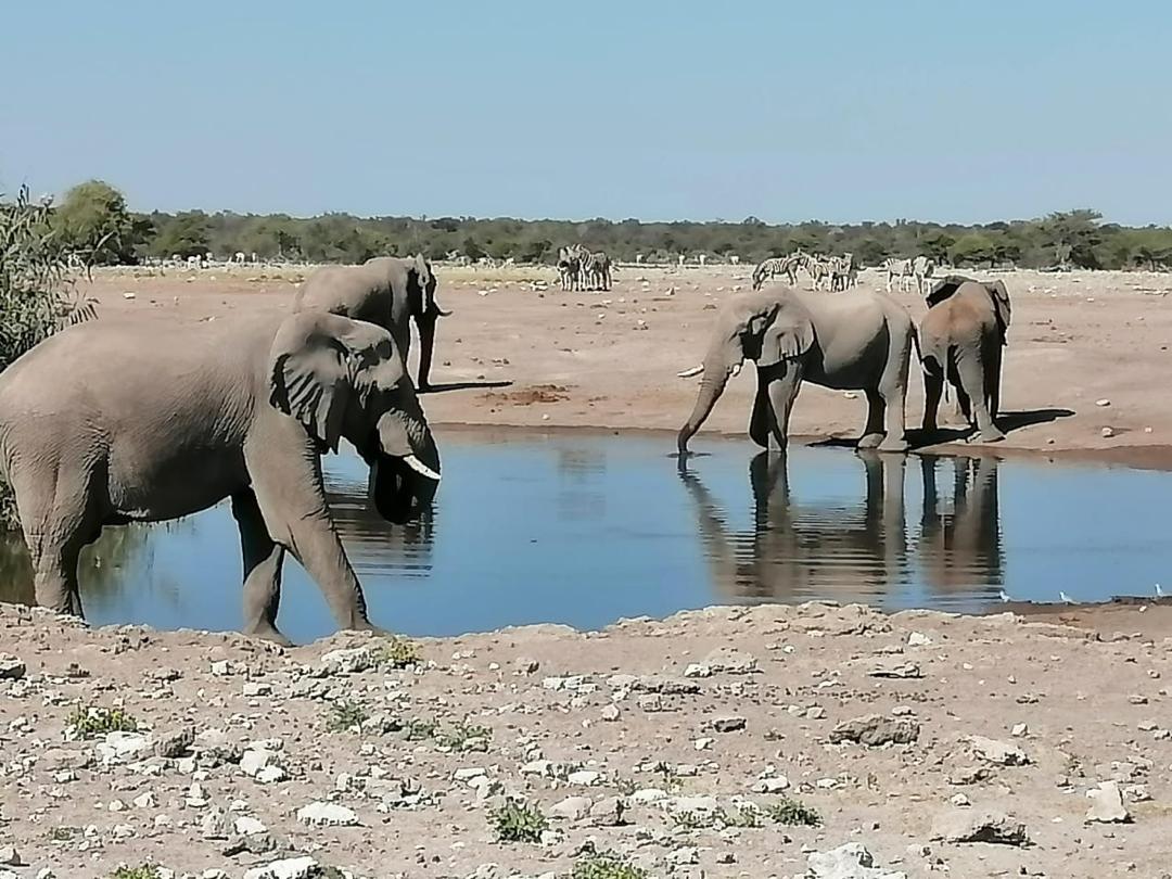 Guinea Fowl Tours and Safaris travel photo