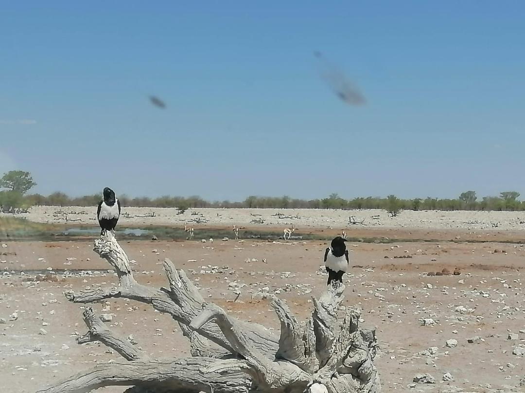 Guinea Fowl Tours and Safaris travel photo