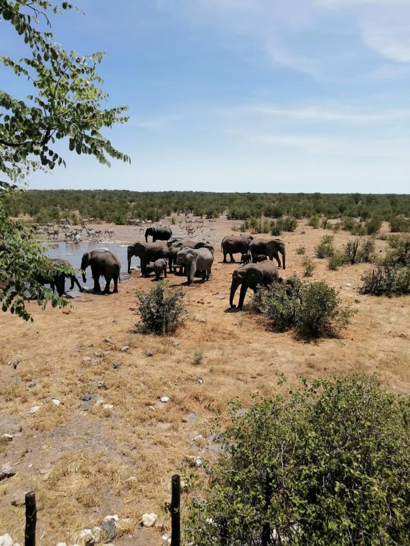Guinea Fowl Tours and Safaris travel photo