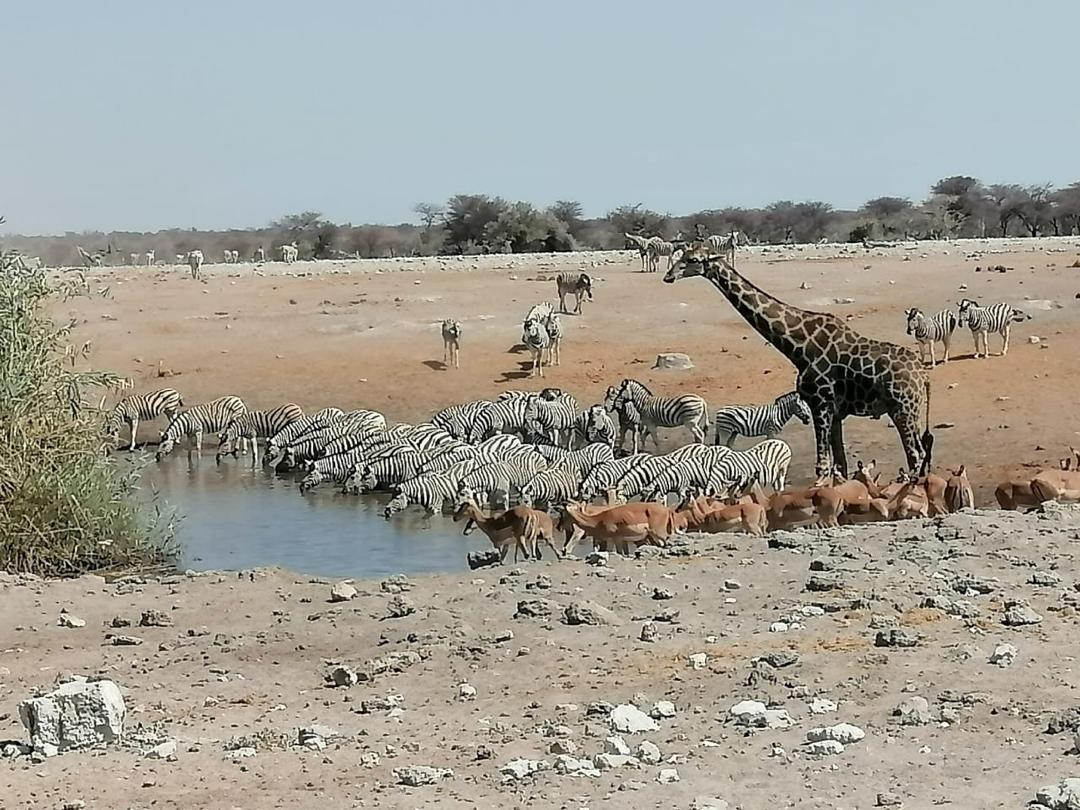 Guinea Fowl Tours and Safaris travel photo
