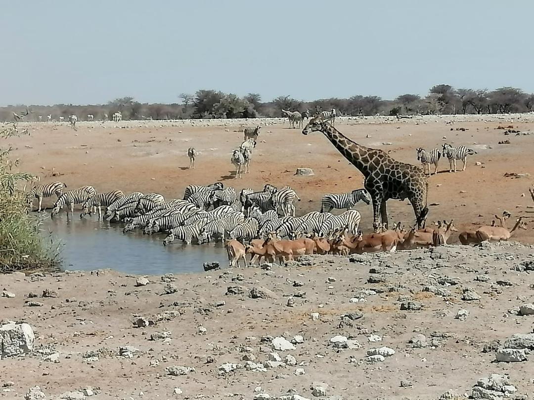 Guinea Fowl Tours and Safaris travel photo