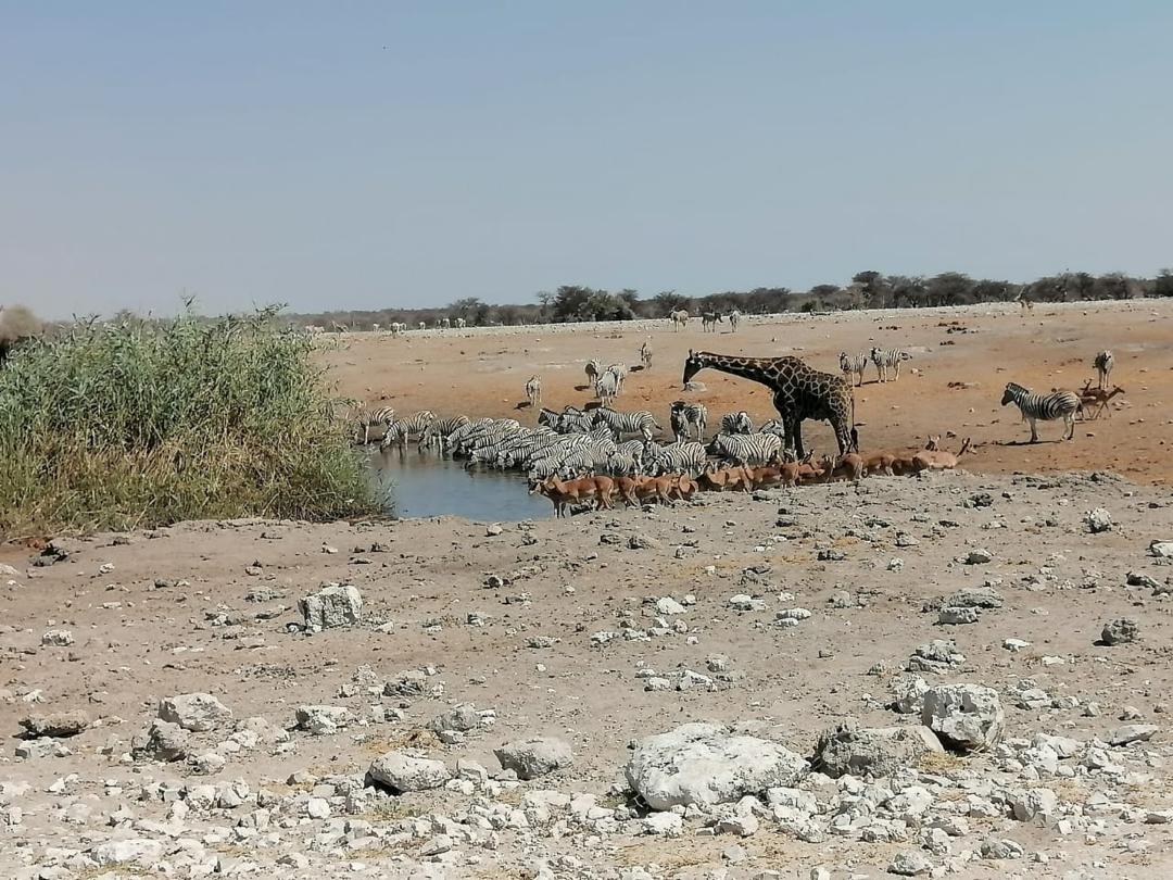 Guinea Fowl Tours and Safaris travel photo