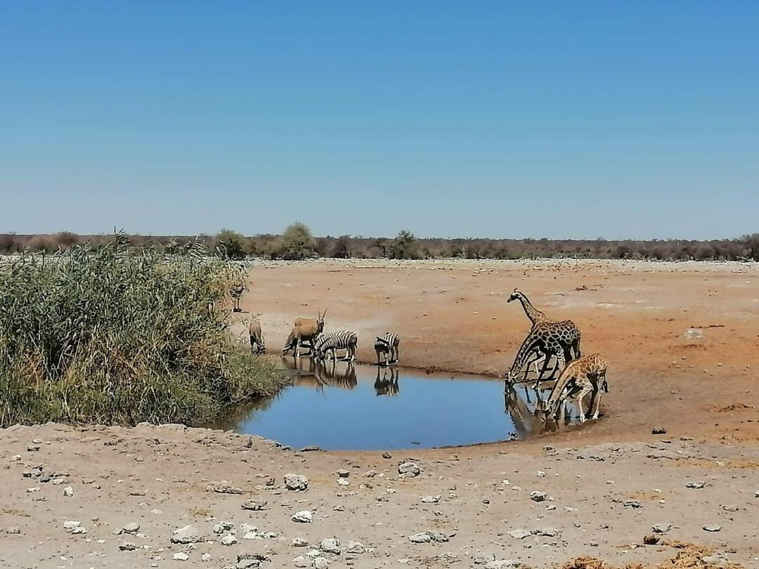 Guinea Fowl Tours and Safaris travel photo