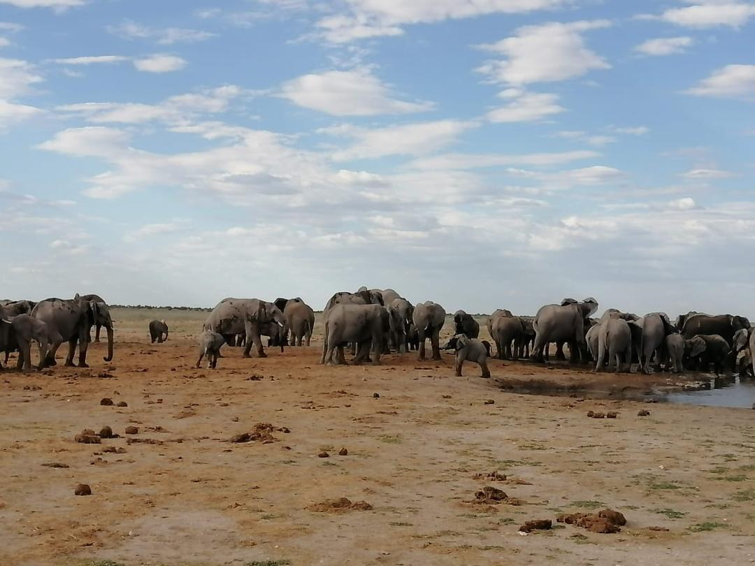 Guinea Fowl Tours and Safaris travel photo