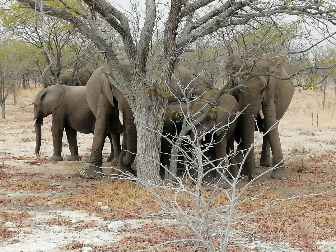Guinea Fowl Tours and Safaris travel photo