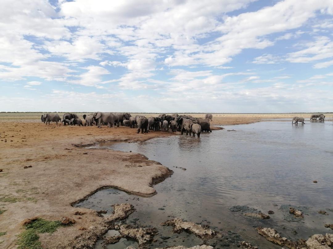 Guinea Fowl Tours and Safaris travel photo