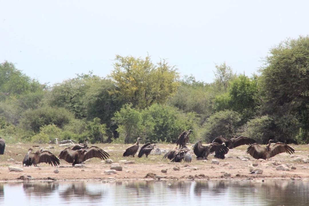 Guinea Fowl Tours and Safaris travel photo
