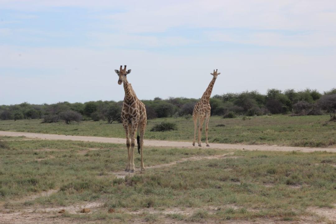 Guinea Fowl Tours and Safaris travel photo