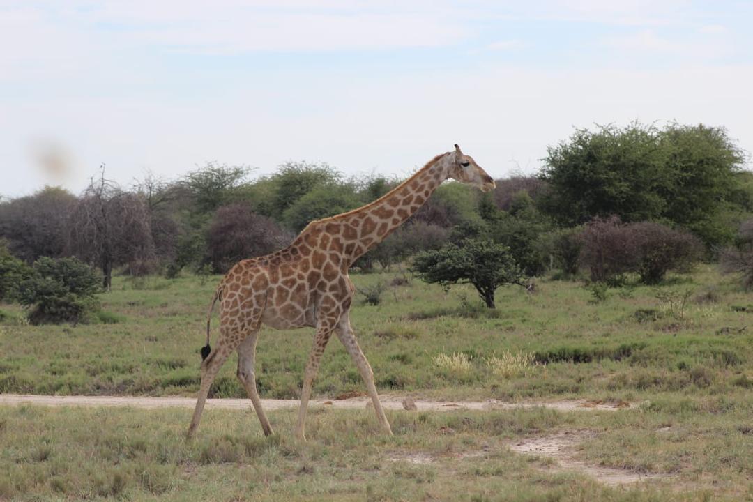 Guinea Fowl Tours and Safaris travel photo