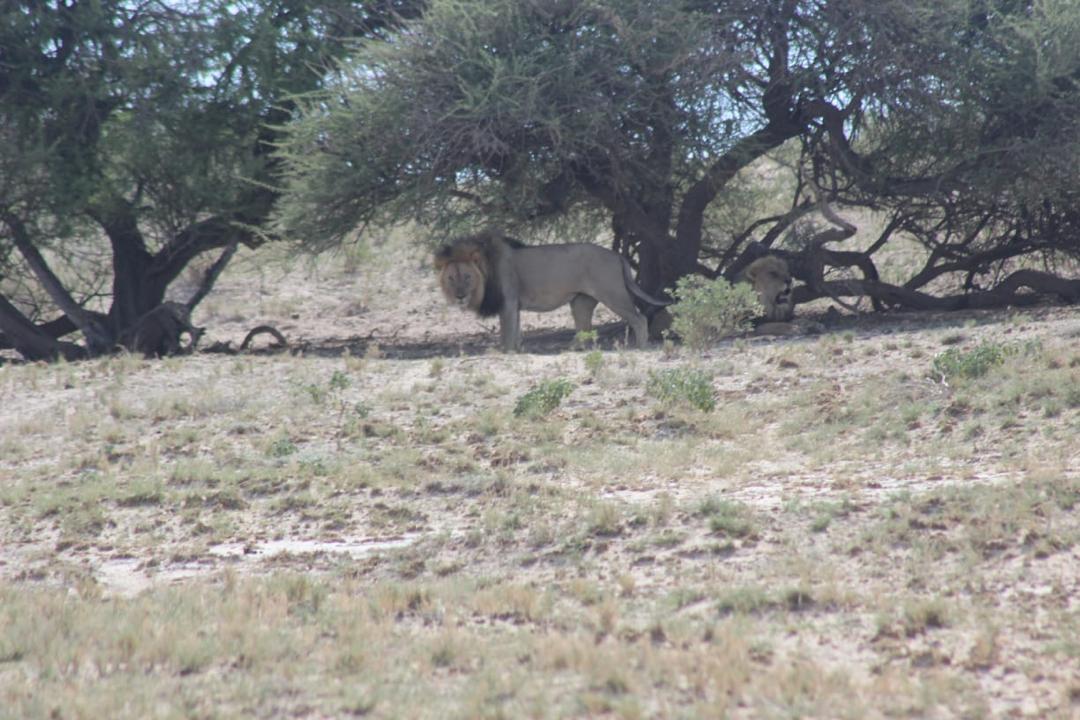 Guinea Fowl Tours and Safaris travel photo