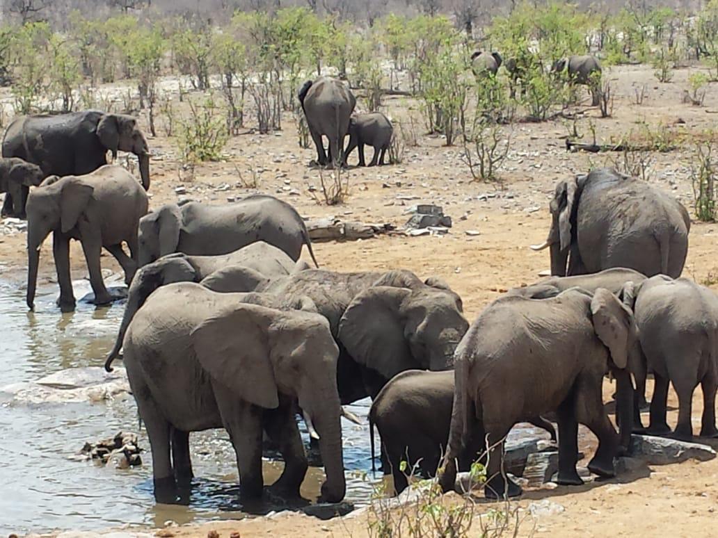 Etosha National Park