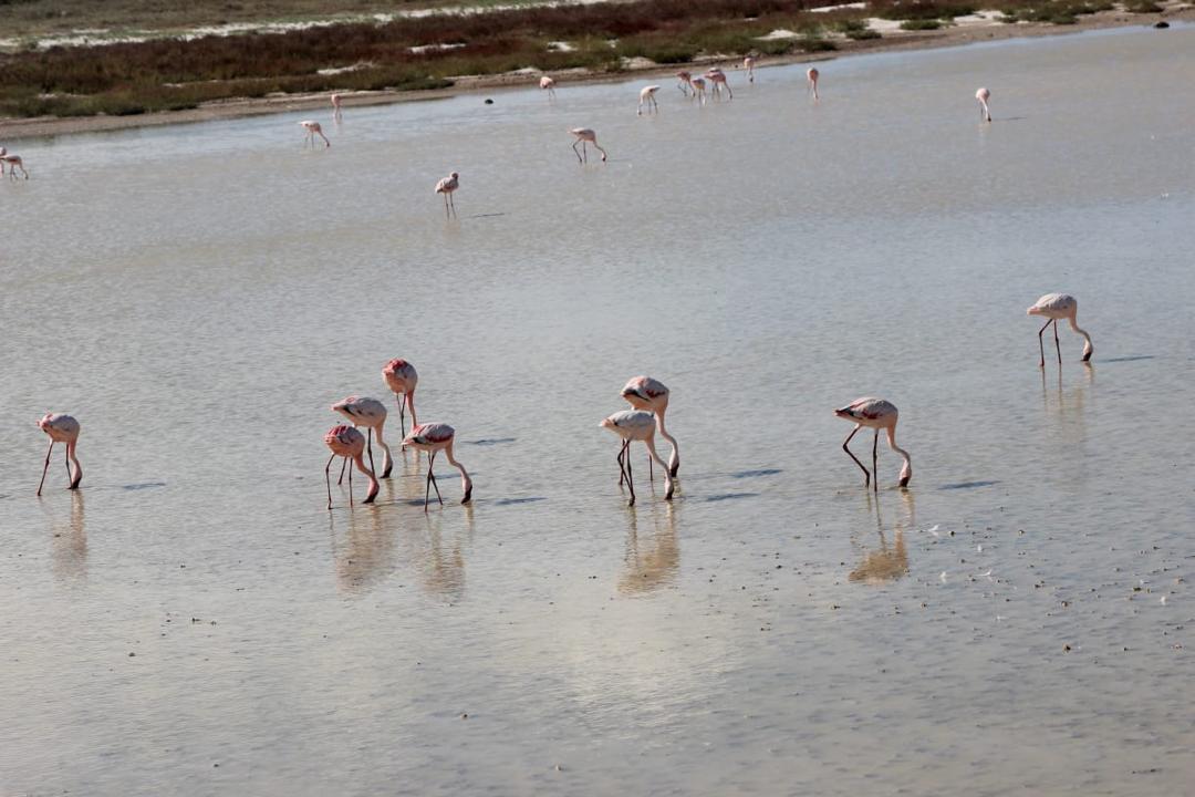 Guinea Fowl Tours and Safaris travel photo